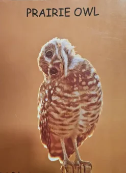 prairie-owl-rob-palmer