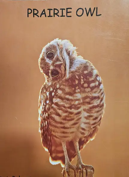 prairie-owl-rob-palmer