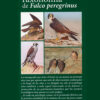 Taxonomia de Falco Peregrinus