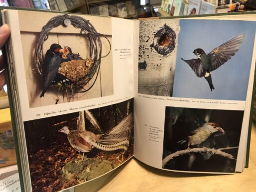 LAS AVES; Gilliard, E.Thomas