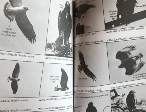 JUEGO DE CARTAS AVES DE ESPAÑA