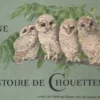 une-histoire-de-chouettes